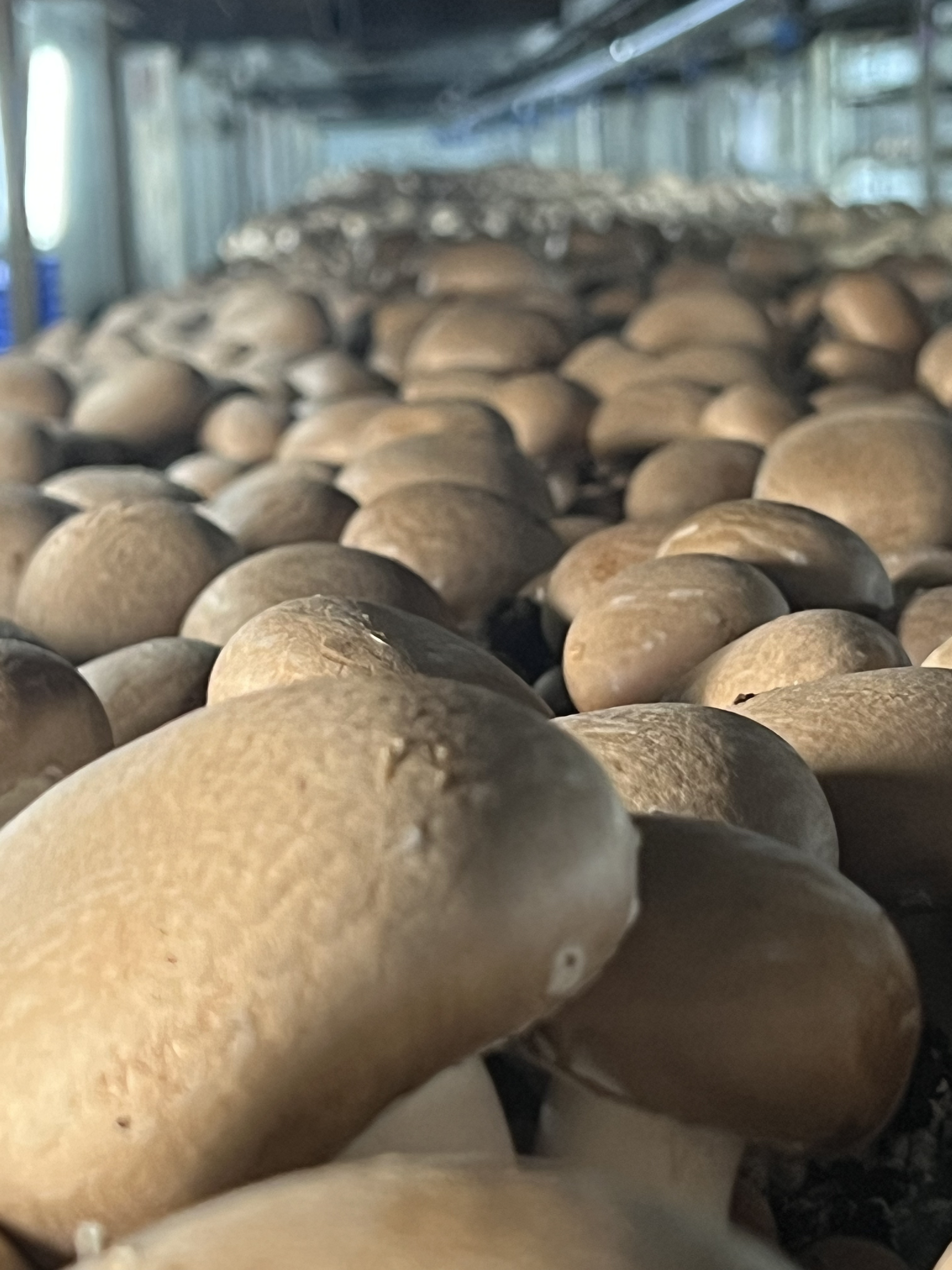 Mushrooms Farm